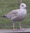 2cy argentatus in February, ringed in Norway. (75189 bytes)